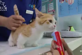 小橘猫第一次打针，又吵又闹还要咬人，拿出吃的瞬间乖巧！