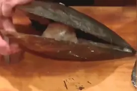 极品海带子，日本人直接撬开生吃，让人看着反胃视频封面