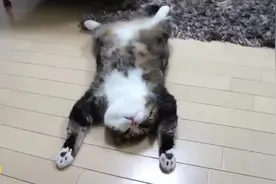 别家猫咪蜷缩着睡，这只猫就爱仰天躺着睡，仰着睡更香吧【萌宠】