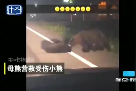 泪目！小熊被车撞，母熊冒着生命危险营救受伤小熊视频封面