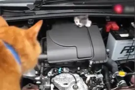 小猫咪钻进车子不愿意出来，车主找来橘猫当谈判专家，效果杠杠的视频封面