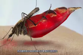 看完涨知识了，蚊子为何要吸血，吸的血最后又到哪里去了？视频封面