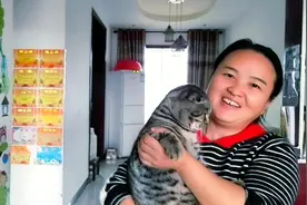 会撒娇的虎斑猫让主人出门不安心，进门就抱，很多宝宝被暖到