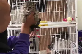 大龙收猫：狸花猫也有矮脚啦，可遇不可求