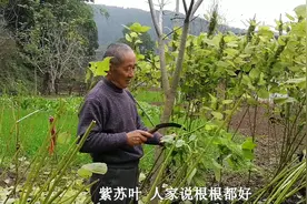大山里老人种紫苏榨油，一斤油能卖80多，这么贵的油都有什么好处视频封面