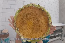 把路边摘的向日葵变成可以吃的瓜子，过程原来这么好玩视频封面
