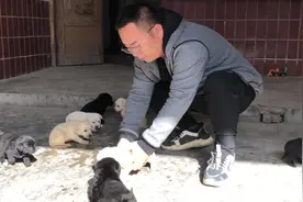 可爱呆萌智商又高的拉布拉多犬，这窝小崽纯黑的也这么漂亮视频封面