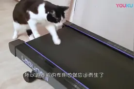 男子将猫咪放到跑步机上，下一秒猫咪的举动，简直让人哭笑不得！视频封面