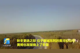 航拍聊城黄河位山引黄闸，万亩林带换“冬装”，美景让人欲醉不归视频封面