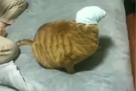 主人太坏了把臭袜子套在猫咪头上，猫咪：这么臭，是人干的事吗视频封面