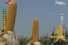 玉米品种1：玉米登海605产量高，抗倒伏能力强，玉米颗粒饱满视频封面