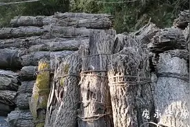 城里人不知道！秦岭深山里面收购的这些树皮，到底是干啥用的？视频封面