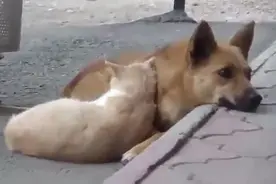 猫狗在一起，它们也相亲相爱互相照顾，不是冤家视频封面