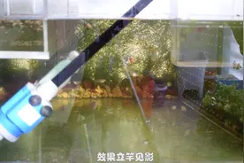 鱼缸换水神器秒变鱼粪清理神器 主播妙手改造 一分钟完成鱼缸抽底视频封面