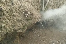 鸡场太多老鼠了 大家有什么好的建议 能将老鼠一网打尽呢