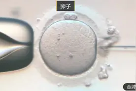 试管婴儿的受精卵是如何形成的，就是这神奇的一刻。