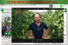 为什么你的葡萄年年有大小粒？视频封面