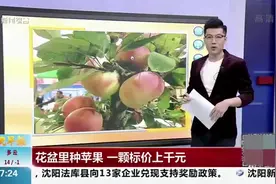 花盆里种出苹果树，树上挂满粉红色的苹果，乍一看都以为是假的视频封面