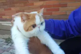 大龙收猫：稀有异瞳加菲，眼睛干净立正视频封面