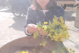 老妈有高血压，路边发现一片野菊花，媳妇赶紧摘回家晒干泡茶喝视频封面