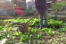 村民争相挑粪去种菜，这样种的菜又甜又软