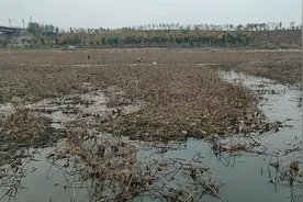 山东齐河玉黛湖快干了，里面藕不少鱼也不少，快来挖藕逮鱼过冬。视频封面