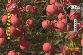 苹果着色技术4：转果可以让果实着色均匀，反光膜能有效提高光照视频封面