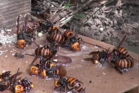 这些蜜蜂是来偷吃蜜蜂的，这种叫做虎头蜂，可以蜇死牛，泡酒很好