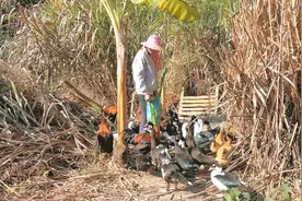 野外放养的家鸭，肚子饿了它们就跑回养殖场，农村里能卖25元一斤