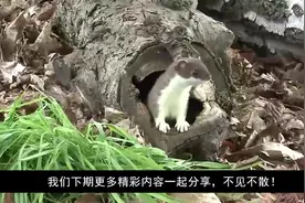 黄鼠狼跳支舞就能杀敌，果然是跳大神的！它的天敌竟然是大白鹅视频封面