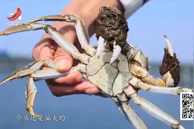 非遗美食：王宝和的大闸蟹是用香茅草绳来绑，这样煮时会有清香视频封面