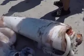 为什么巨型鱿鱼想将男子拖下水，这是不想活了吗？鱿鱼反被拖上岸视频封面