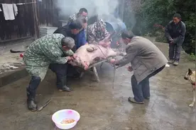 实拍恩施农村杀猪，300斤的猪8个人都按不住，过程3倍加速太搞笑视频封面