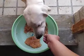 吃货拉布拉多面对大块鸡胸肉居然不吃，主人怀疑细小狗瘟视频封面