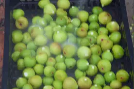 神秘的无花果是如何清理的快来看看吧