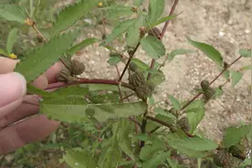 这种植物叫“黄麻”、用途很多、你们家乡有吗？视频封面
