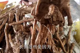 山药地里残次品你们见过吗？我地里有点多，农民真的不好做