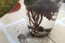 兜兰水培种植怎么操作？注意什么问题？1个月水培兰花的成果视频封面