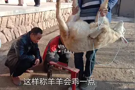 村里最勤劳小哥一个人养60只羊，一只能卖多少钱？带大家了解一下视频封面
