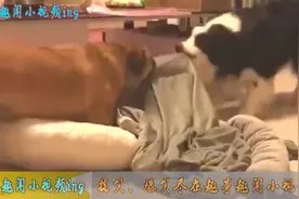 兄弟同心，其力断巾！铲屎官血泪哭诉：养狗千万不能养两条！视频封面