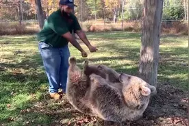 好温馨！孤儿熊长大见到曾经的饲养员，躺地上撒娇求撸，像个孩子视频封面