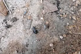 云南一种用来泡药酒的虫，喙尾琵琶虫别名臭角虫动一动就很臭！视频封面