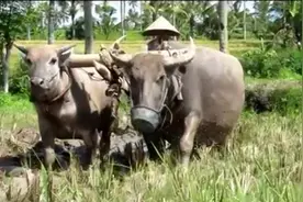 牛犊子与母牛一起下地耕田，老母牛没力气，快干不动了