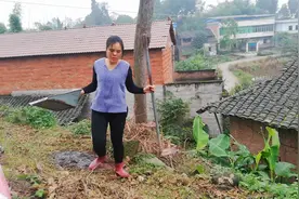 佛手瓜分好公母，这次种下去，明年就又是大丰收