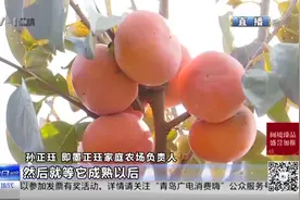 柿子长出莲花瓣！柿子树秒变摇钱树，农户：每斤8元不愁卖视频封面