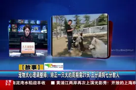  三分调狗七分教人视频封面