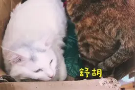猫咪懒洋洋窝在一起晒太阳，睡得迷迷糊糊，主人：你们稍微克制点