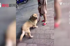 遛狗不牵绳？广州出新规加重处罚违规养犬，违规将被罚款1万