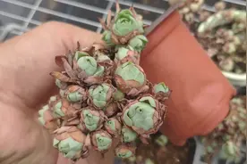秋天来了，你的山地玫瑰醒了吗？干枯的枝干还能活吗？