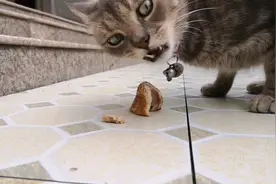 近距离观看猫咪咀嚼食物